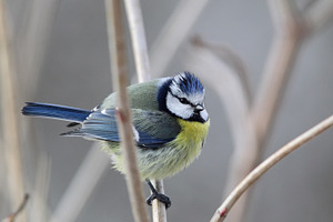 Blue tit parus caeruleus containing blue tit, songbird, and tit