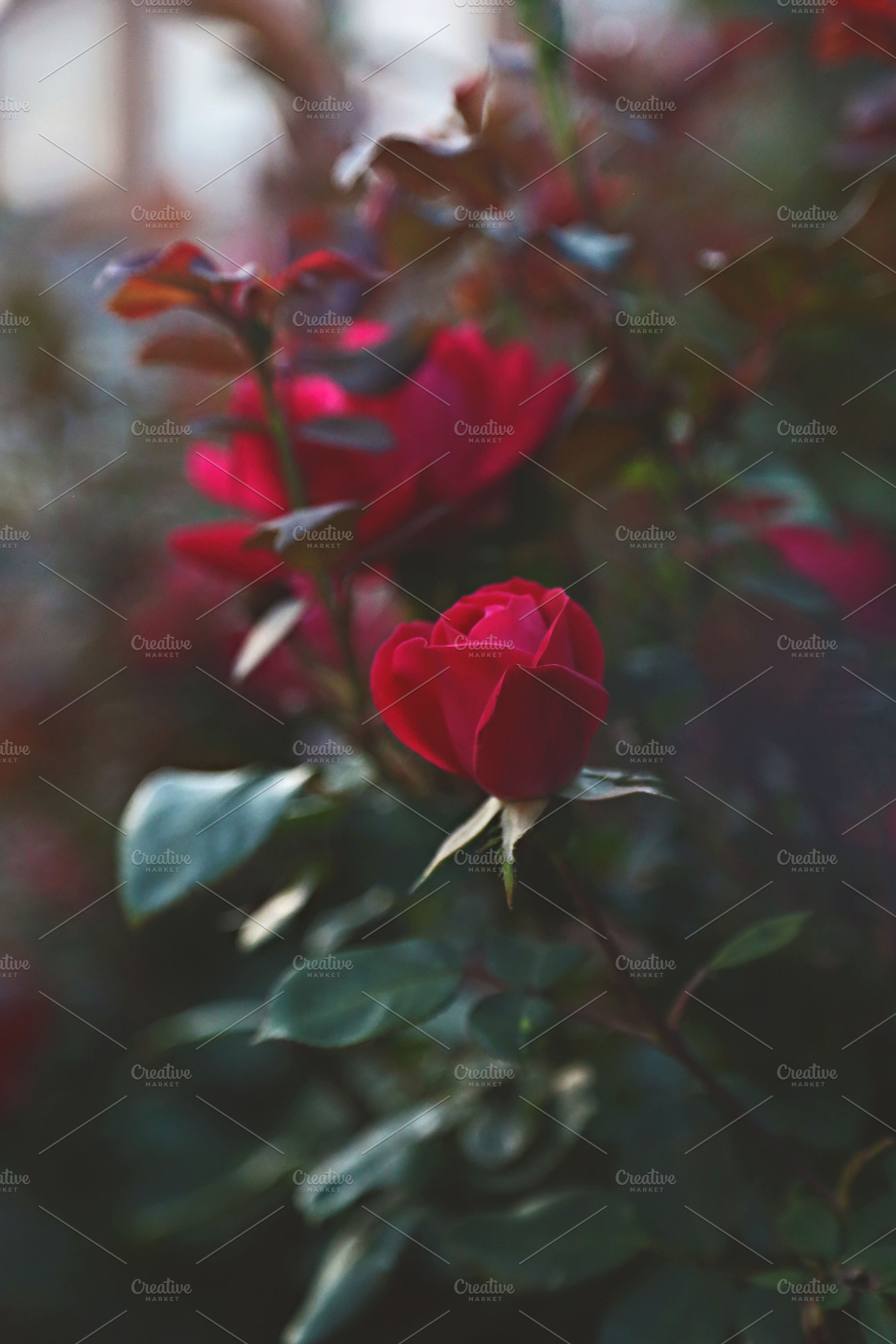 Budding Rose