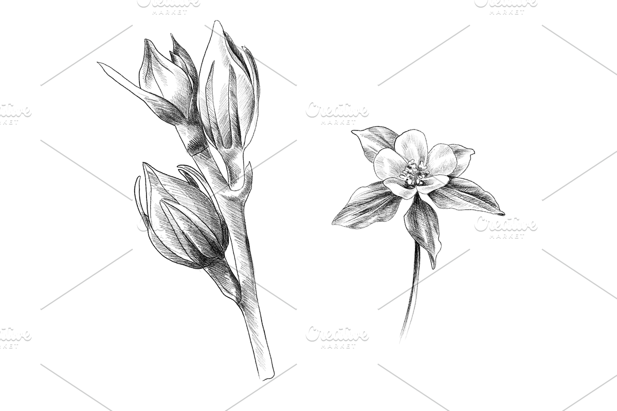 Floral Collection, an Object Graphic by VictoriaKStudio (Photo 6 of 7)