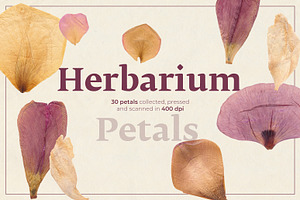 Dried Flower Petals PNG Clipart, a Decorative Illustration by dlinnaya
