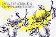 Vintage Lemon Engraving Collection, a Food Illustration by NATASHA CHU (Thumbnail 3 of 14)