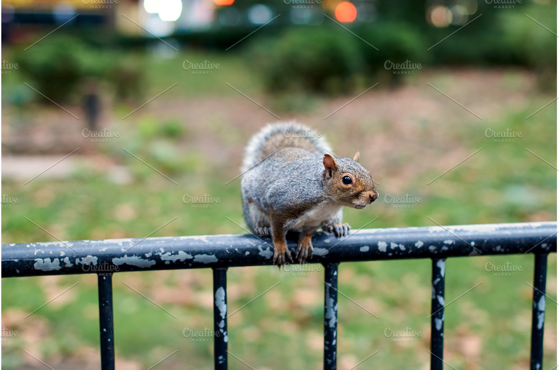 New York City squirrel in the city, an Animal Photo by Oleksandr Berezko