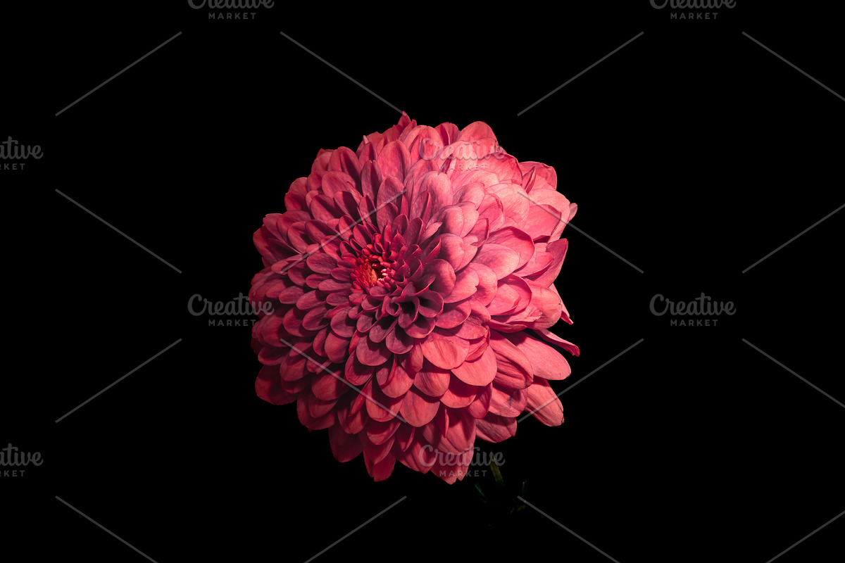 Moody Botanical Chrysanthemum Photos, a Nature Photo by Silent Nature (Photo 6 of 6)