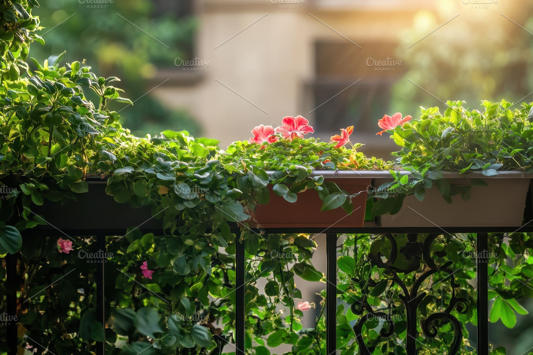 Lush balcony garden with vibrant flo, a Photo by Iftikhar Alam