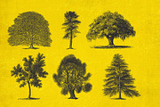 37 Vintage Tree Illustrations, an Object Graphic by AndrewPixel (Thumbnail 5 of 8)