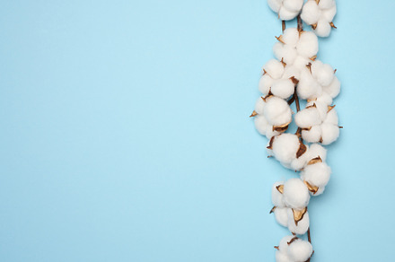 Cotton flower on a blue paper background, overhead. Minimalism f, a Nature Photo by ndanko