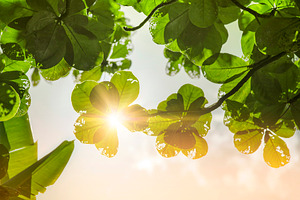 Sunshine Through Leaves