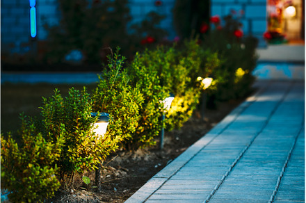 Night View Of Flowerbed With Flowers, a Nature Photo by Our Amazing World