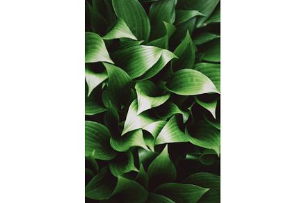 Nature concept. Top view. Green, a Nature Photo by Enjoy Photo