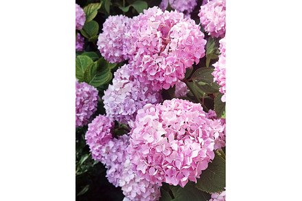 Hydrangea pink flowers, a Nature Photo by Nature and travel