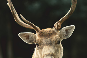 Minimalist Stag Antlers Portrait, an Animal Photo by René Jordaan Photography