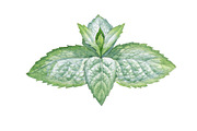 Mint, a Food Illustration by Watercolor life (Thumbnail 3 of 6)