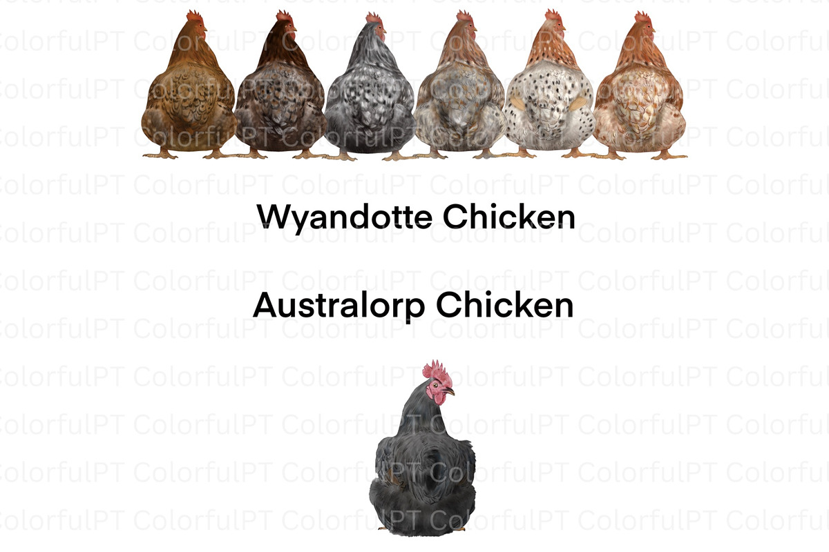 Chicken Breeds Clipart, an Animal Illustration by ColorfulPT (Photo 4 of 7)