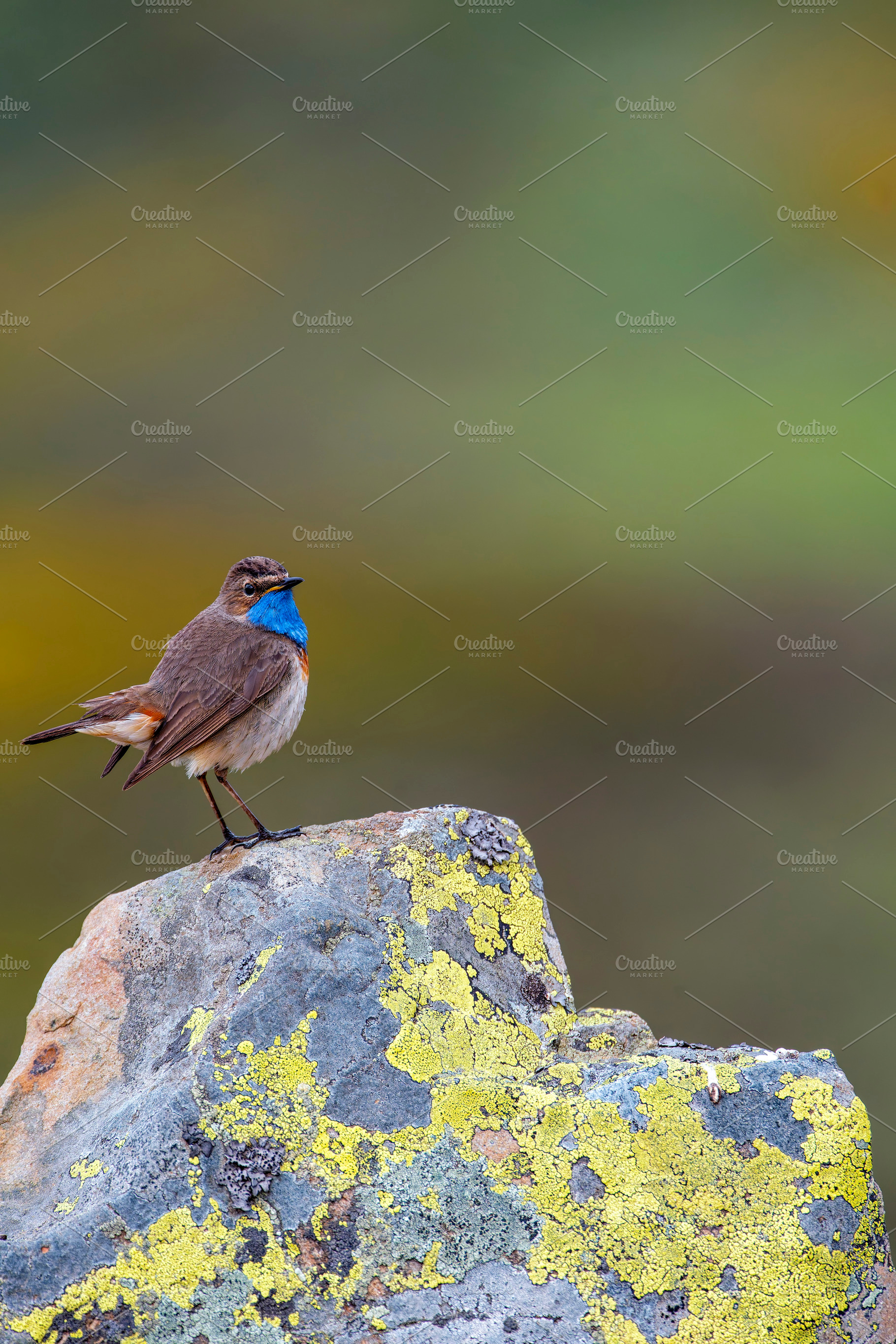 Bluethroat male perched on a rock with green background., an Animal Photo by CreativePhotoSpain
