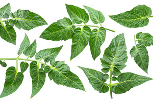 Set of fresh green tomato leaves isolated on white background. F, a Food & Drink Photo by Volff