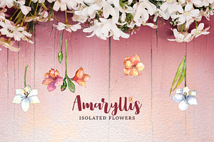 Amaryllis Flowers Watercolor Png