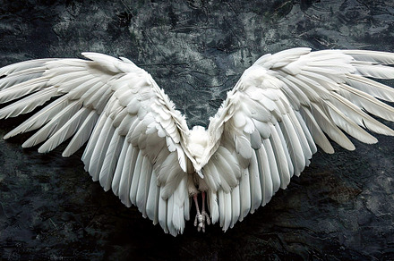 Wings on black background  , Generat, a Photo by LOGOCREATIVE