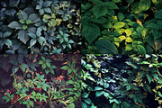 Green leaves Bundle, a Nature Photo by Vladimir Kazimirov (Thumbnail 10 of 10)