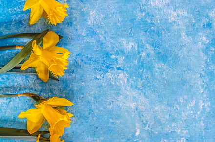 Daffodil flowers yellow on a blue marble background, there is an, a Nature Photo by TanaCh