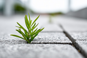 Green plant sprouting through crack, a Nature Photo by MistyDay