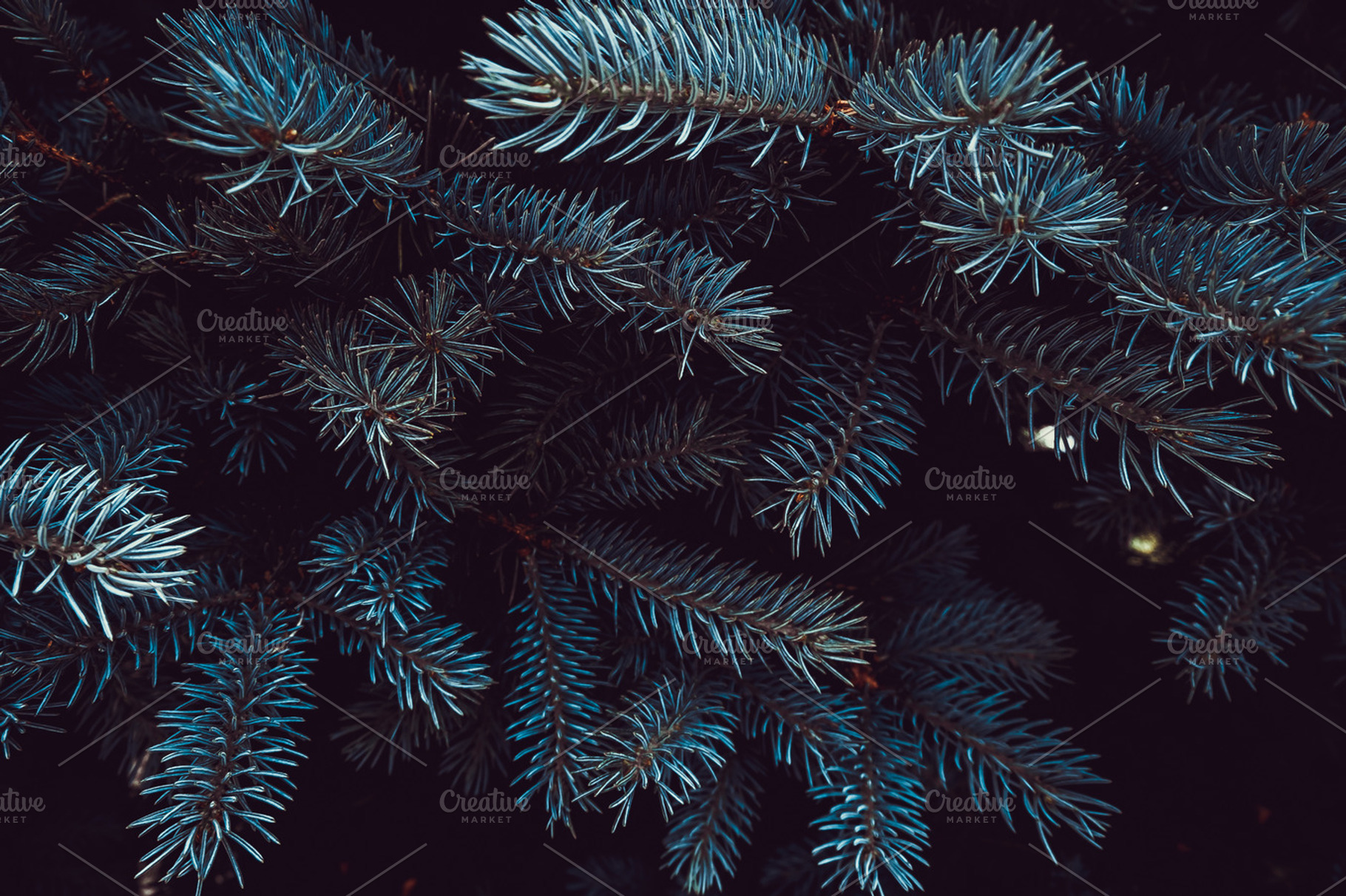 Dark fir branch, a Nature Photo by Valeryia P.