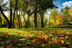 Beautiful Nature