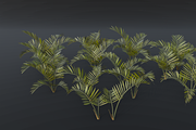 The Alexandra Palm Bush, a Plants & Tree 3D Model by FuturePastCreatives (Thumbnail 9 of 15)