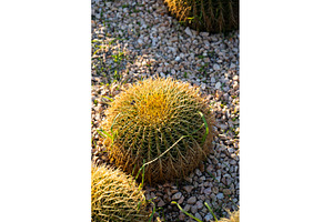 Golden barrel cactus (Echinocactus, a Nature Photo by volodymyrshtun13795