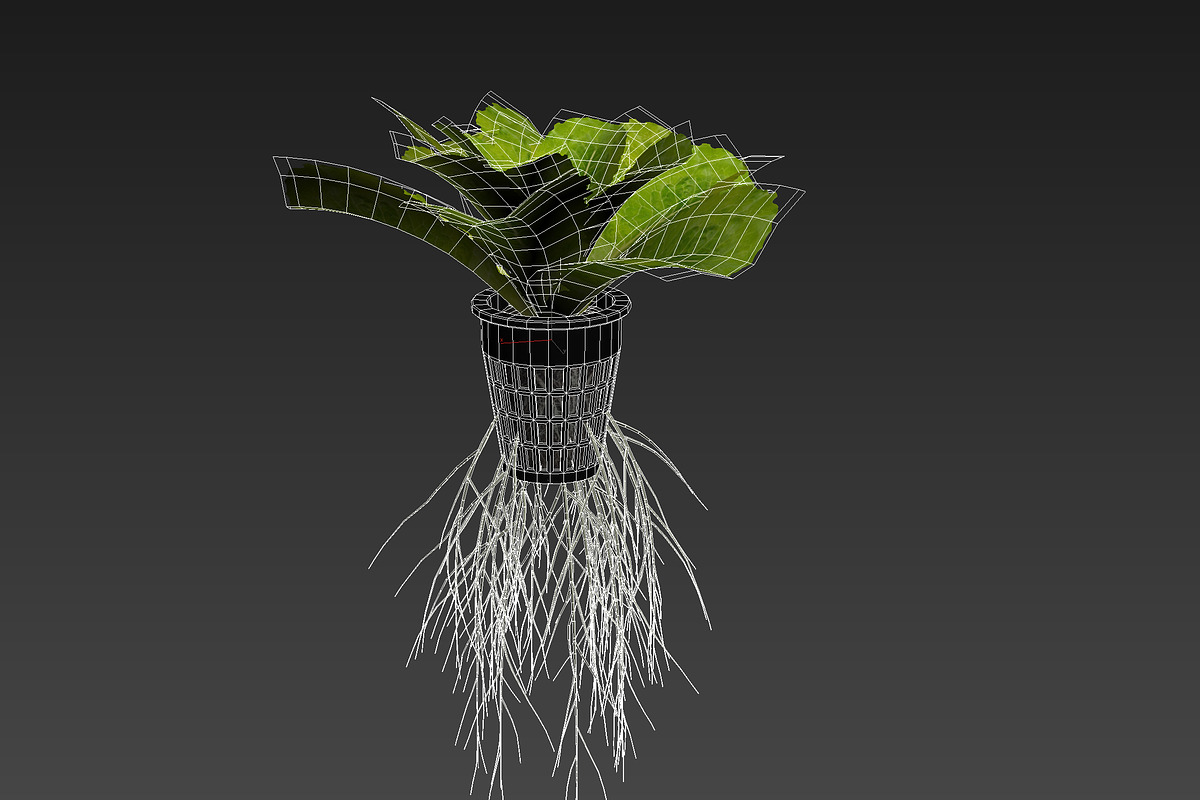 lettuce grean, a Food & Drink 3D Model by AndrewWhite (Photo 4 of 16)