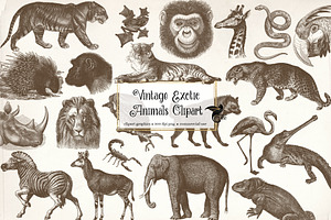 Vintage Exotic Animals Clipart, an Animal Illustration by Digital Curio