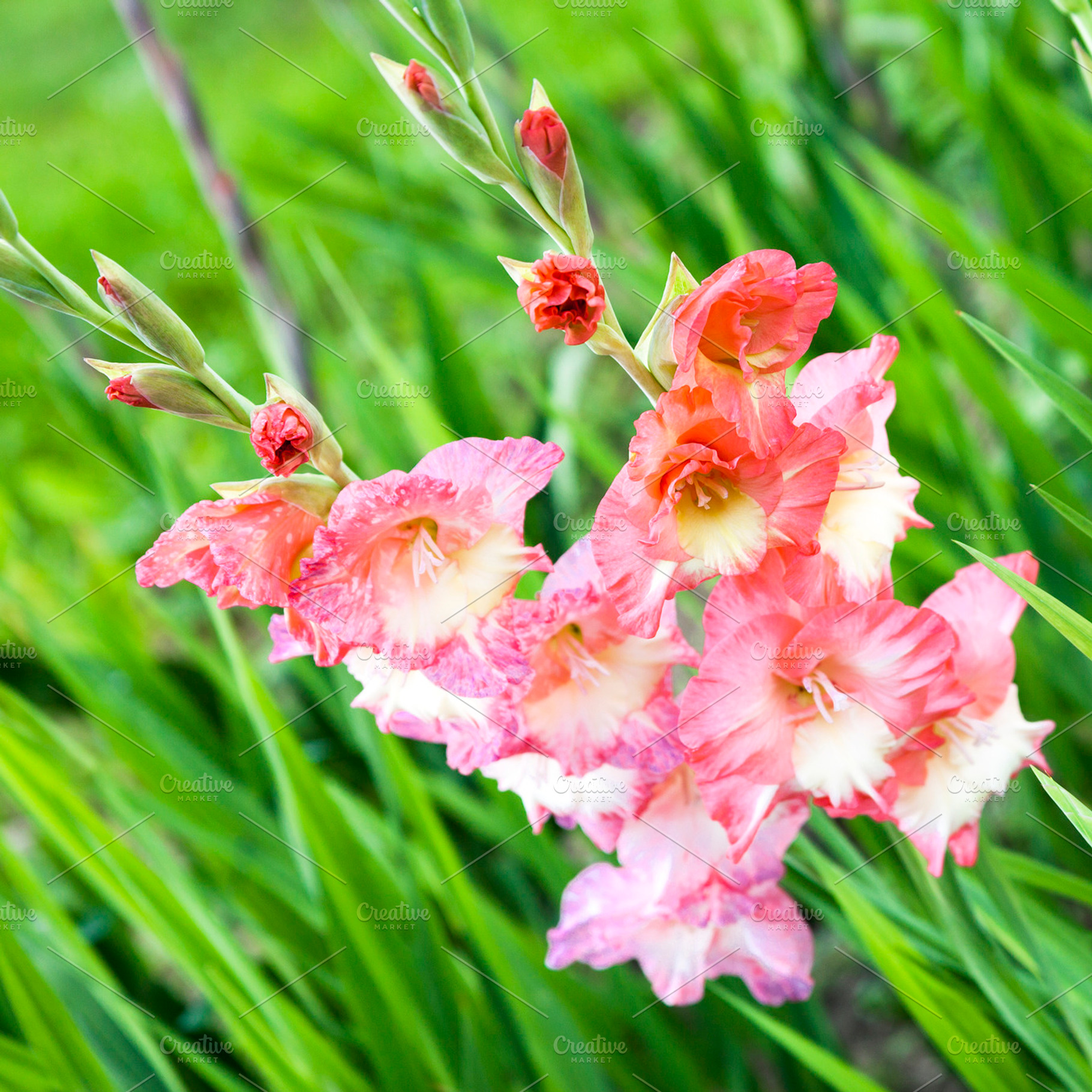 Gladiolus on green grass background, a Nature Photo by BOOCYS