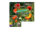Spring Flower Garden Photo Bundle, a Nature Photo by Silent Nature (Thumbnail 1 of 6)
