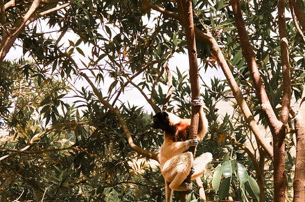 Portrait of the crowned sifaka aka Propithecus coronatus at Lemurs park, Antana, an Animal Photo by Wild, Wild World