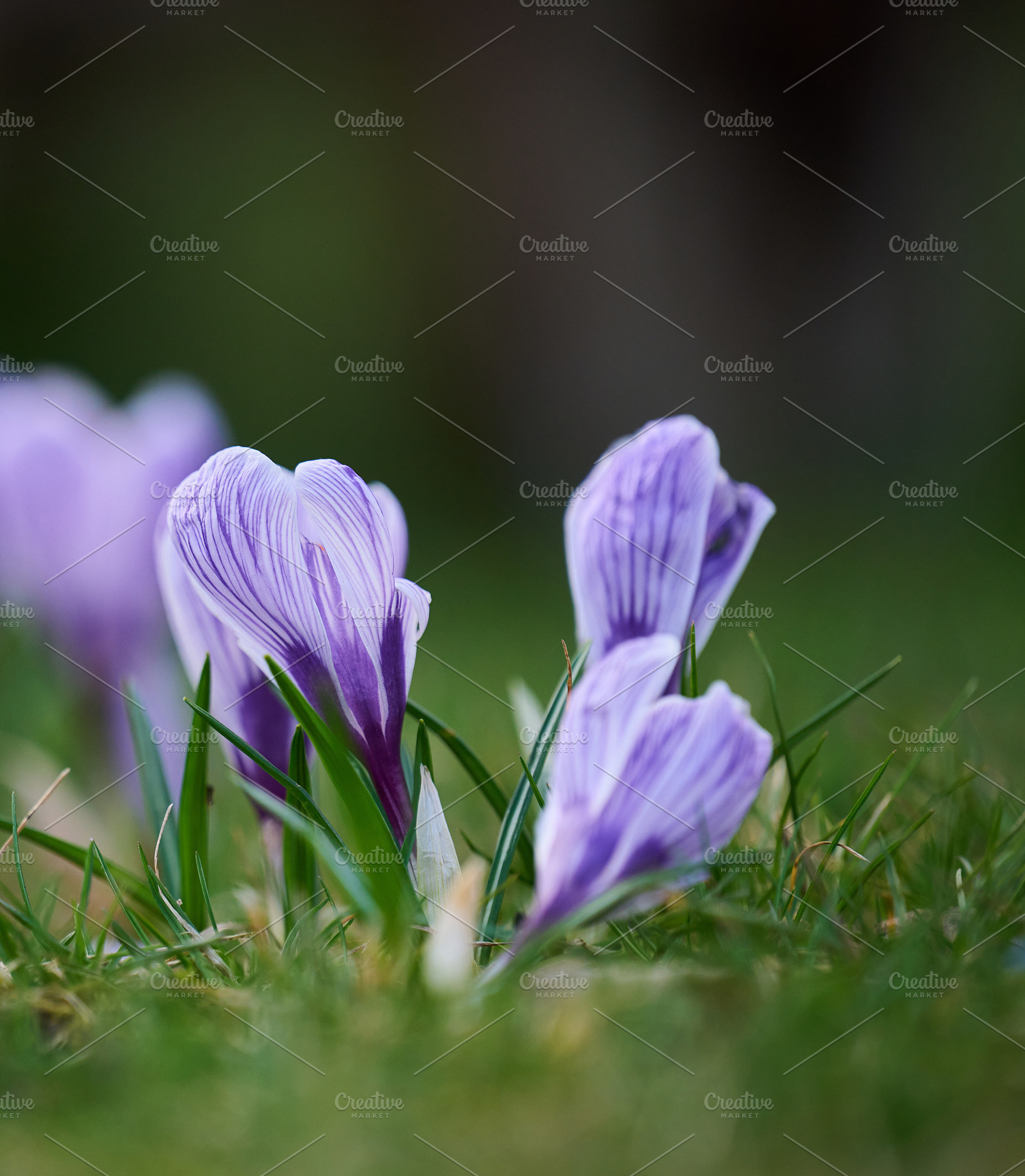 Blooming purole crocuses with green leaves in the garden, a Nature Photo by ndanko