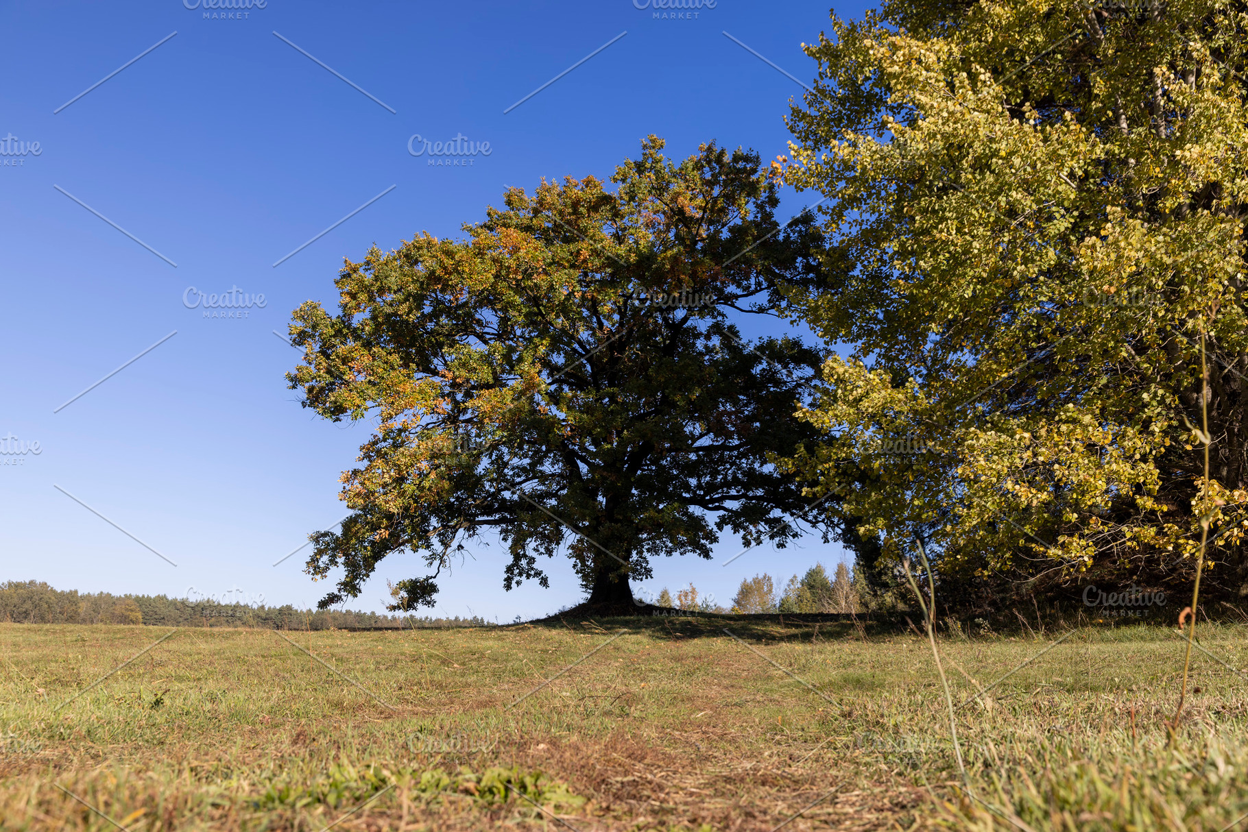 changes in oak foliage in the autumn season in sunny weather, landscape photogr, a Photo by rsoollAI