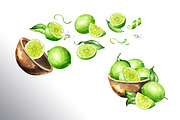 Lime citrus. Watercolor collection, a Food Illustration by Daria Ustiugova (Thumbnail 13 of 21)