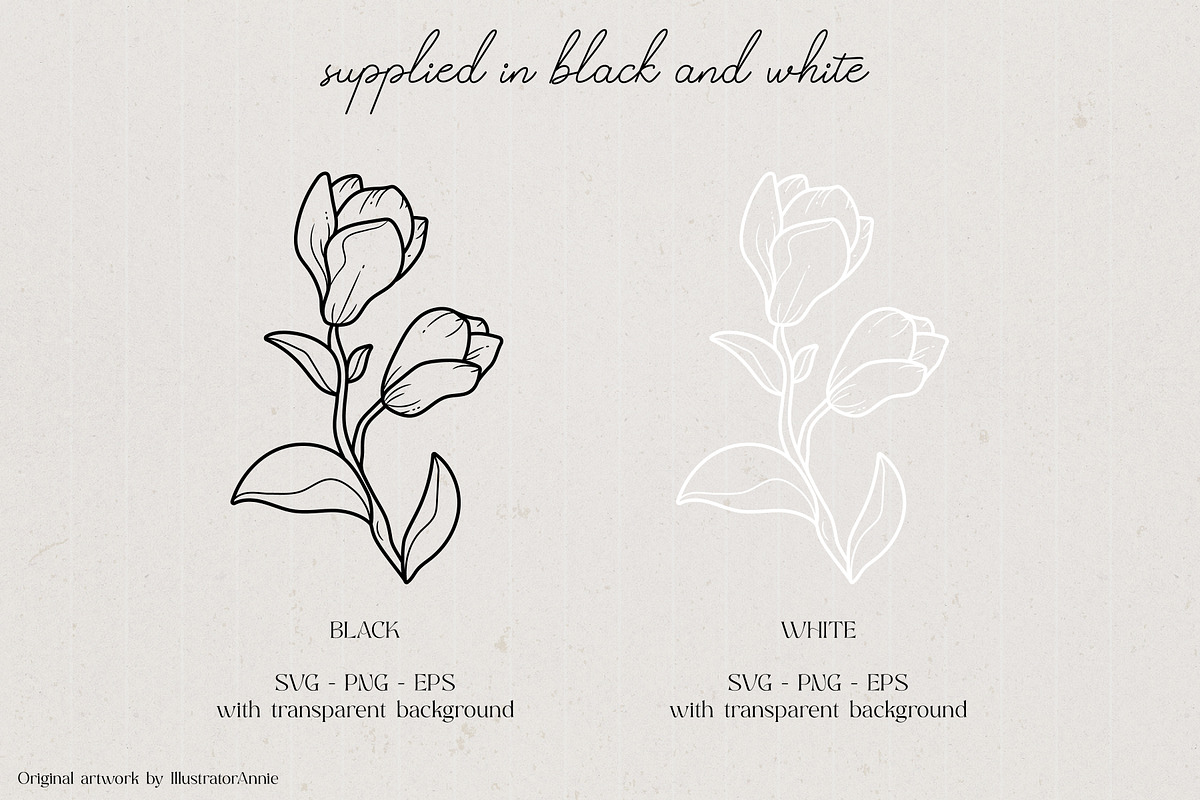 Magnolia Flower Vector Illustration, an Illustration by IllustratorAnnie (Photo 3 of 7)