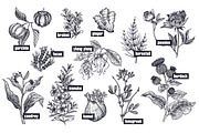 Medical plants. Big set., an Object Graphic by MarinaVorontsova (Thumbnail 9 of 11)