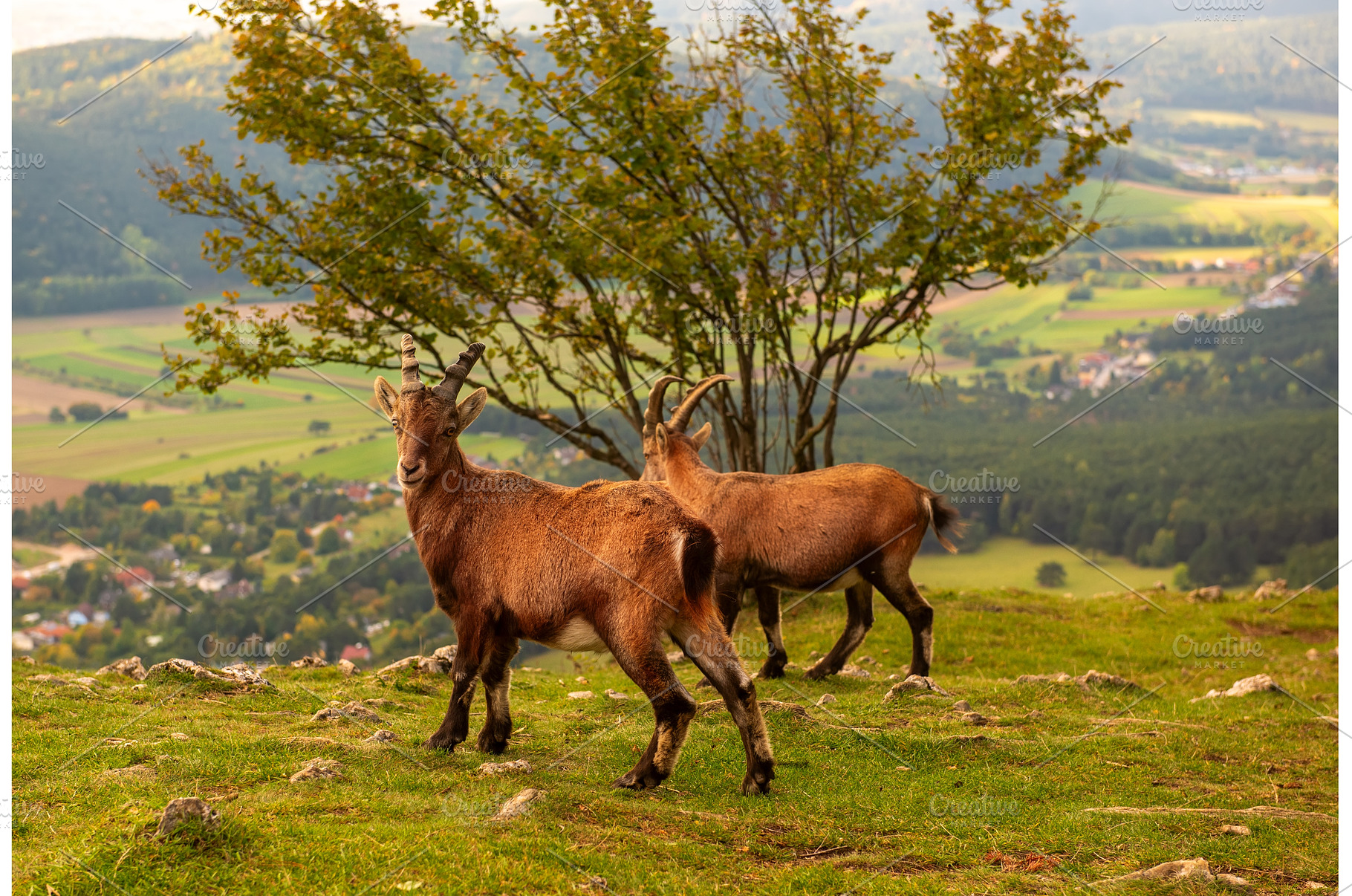 Two wild alpine ibexes standing on a, an Animal Photo by Nature and travel