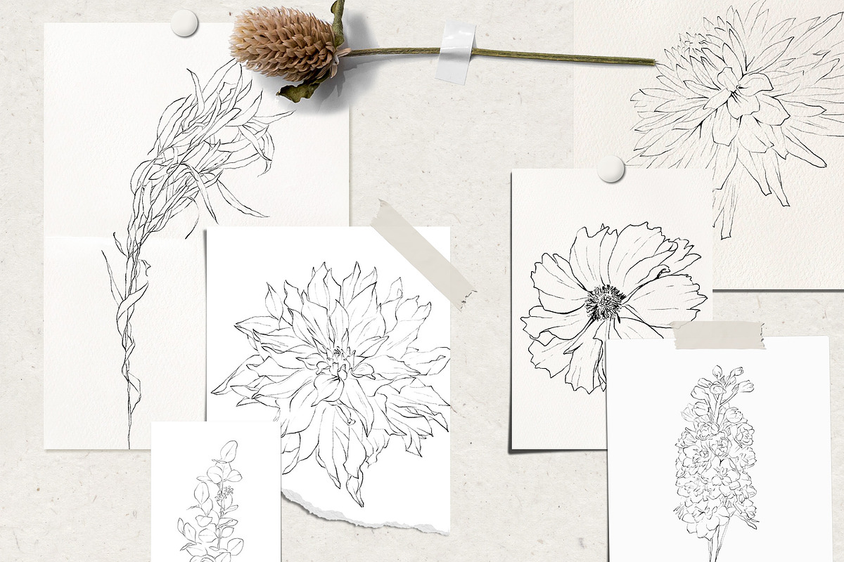 Pencil-drawn flowers, a Decorative Illustration by Damian Roh (Photo 5 of 21)