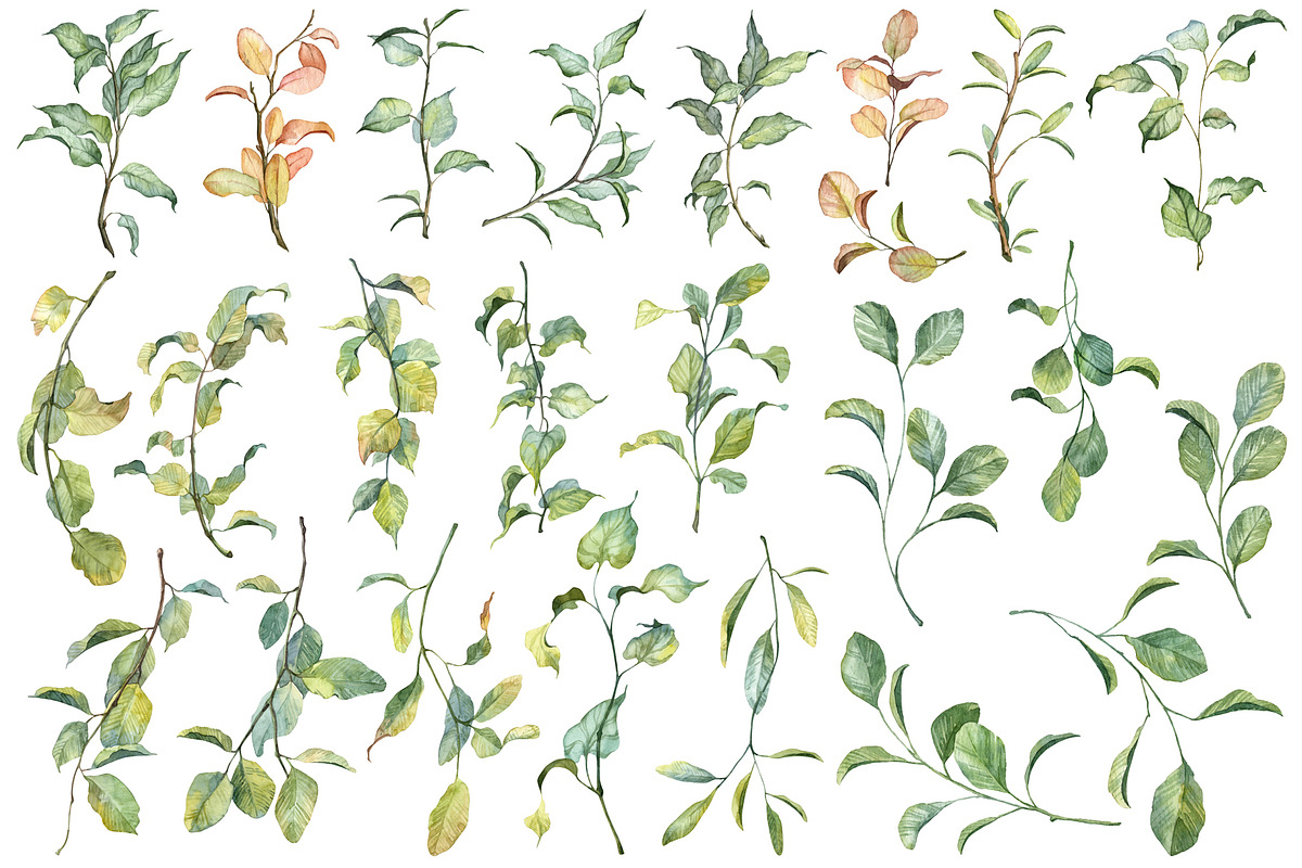 Botany watercolor PNG set, an Object Graphic by Dashamoony (Photo 2 of 4)