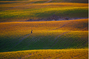 Rabbit in the tall grass in the, an Animal Photo by Lukas Jonaitis SHOP