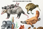 AUSTRALIA-watercolor illustrations, an Animal Illustration by KatBranchArt (Thumbnail 2 of 5)