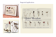 Quiet Meadow — Seed Heads Collection, an Object Graphic by Aga Silva (Thumbnail 6 of 7)