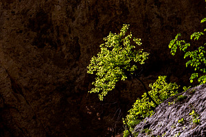 The sun illuminated green bush, a Nature Photo by Schreibikus