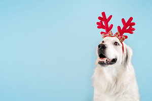 Adorable golden retriever dog wearing funny red deer horns sitting isolated on, a Photo by Prostock-Studio