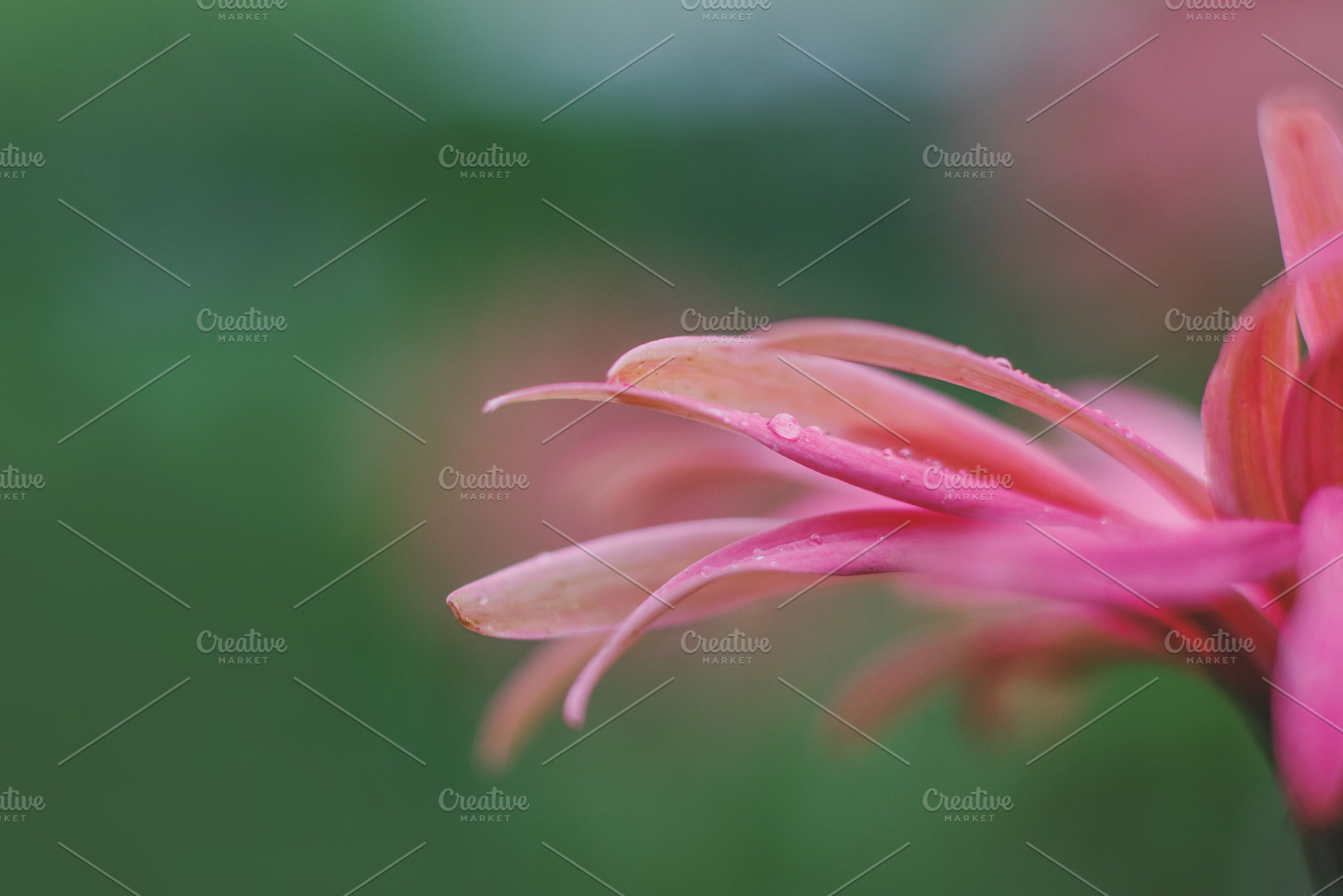 Raindrops on Pink Daisy Petals, a Nature Photo by René Jordaan Photography