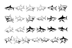 50 Sharks Procreate Stamps Brushes