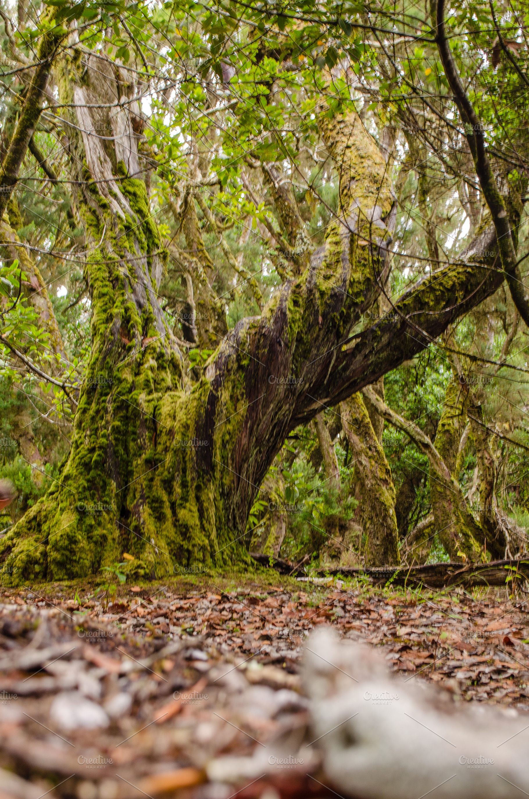 El Cedro, laurel forest in La Gomera, a Nature Photo by BREATING NATURE