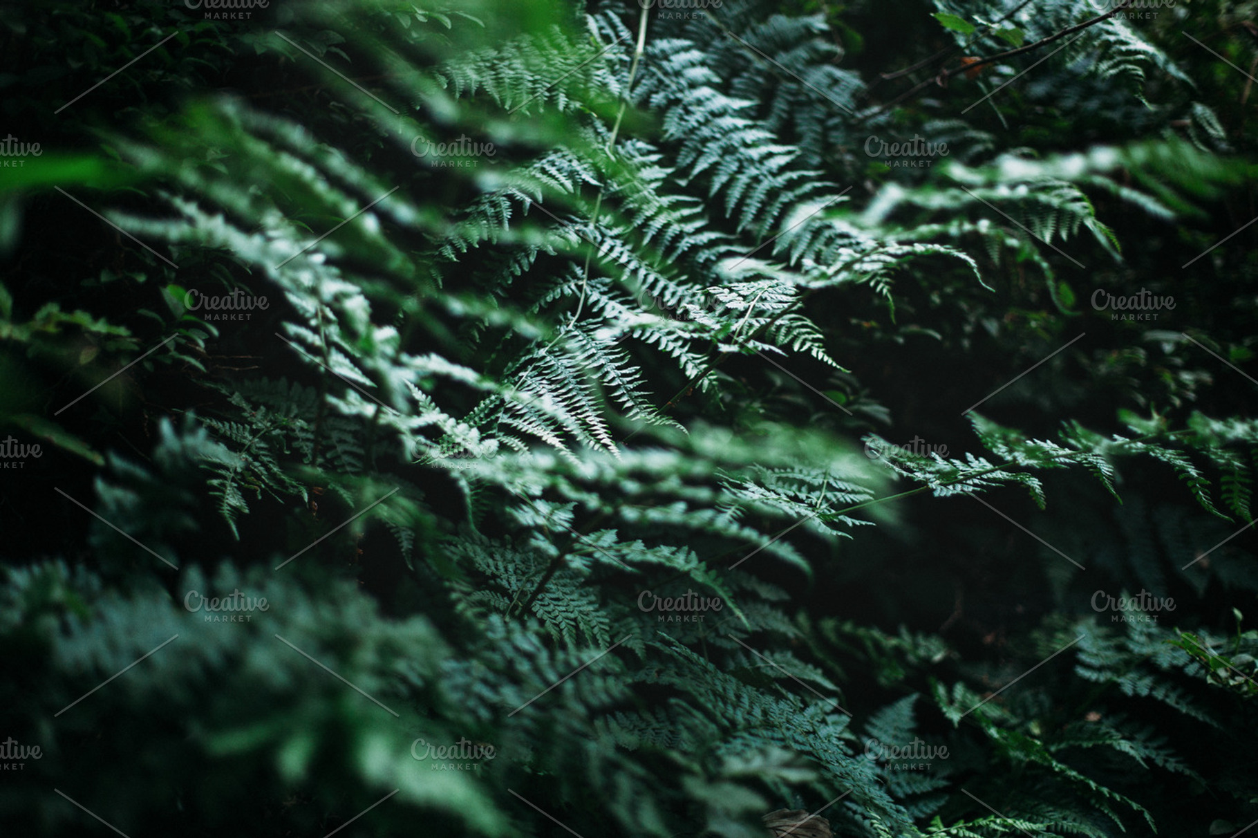 Fern stock photo containing fern and green, a Nature Photo by doubled